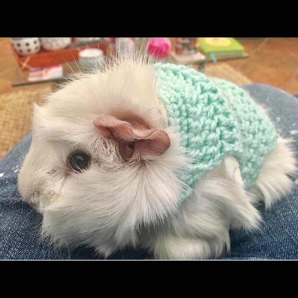 Guinea Pig Clothes, Skinny Pig Sweater - Picture 2 of 3